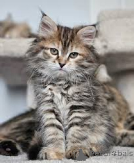 Фото №1. сибирская - купить в Марселе за 46384₽. Объявление №165918