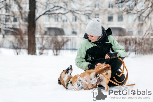 Дополнительные фото: Коротколапочка Тыковка ищет дом!