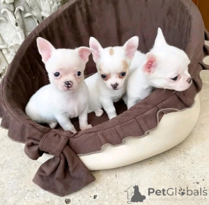 Фото №2 к объявлению №160943 о продаже пуделя (той) - купить в Финляндии частное объявление, заводчик