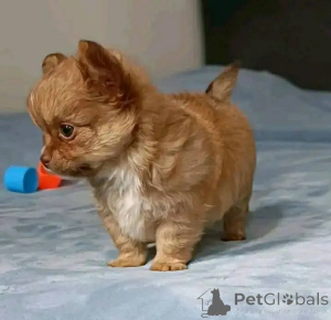 Фото №2 к объявлению №166544 о продаже чихуахуа - купить в США заводчик