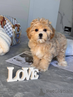 Фото №2 к объявлению №146117 о продаже мальтипу - купить в Американском Самоа частное объявление, из питомника, из приюта, заводчик