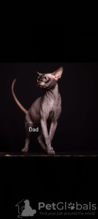 Дополнительные фото: Котенок сфинкса голубого окраса высокого качества.