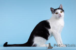 Фото №3. Очаровательная кошечка Лягушонка ищет дом.. Россия