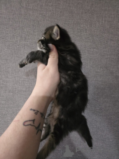 Фото №1. мейн-кун - купить в Инсбрук за 60299₽. Объявление №152379