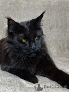 Фото №1. мейн-кун - купить в Аст за договорная. Объявление №160069