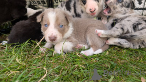 Фото №2 к объявлению №139943 о продаже бородатого колли, бордер-колли - купить в США 