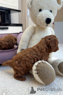 Фото №2 к объявлению №157432 о продаже пуделя (той) - купить в Великобритании частное объявление