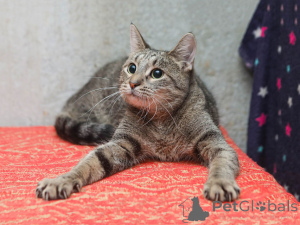 Фото №2 к объявлению №155411 о продаже  - купить в России частное объявление