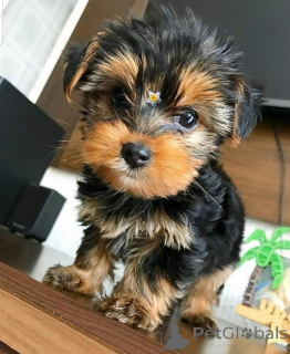 Фото №3. Ови Малишани недавно изгубили свой первобитный старатеш из-за болезни и многое.  Черногория