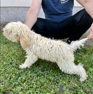 Фото №2 к объявлению №140534 о продаже лаготто-романьоло - купить в Сербии 