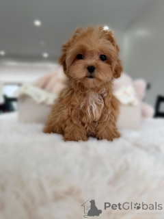 Фото №3. Любящие щенки мальтипу ищут дом навсегда.  Германия