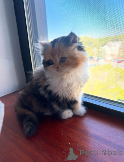 Фото №1. персидская - купить в Лейпциг за договорная. Объявление №165341