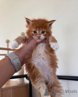 Фото №1. мейн-кун - купить в Мюнхене за 27830₽. Объявление №150583