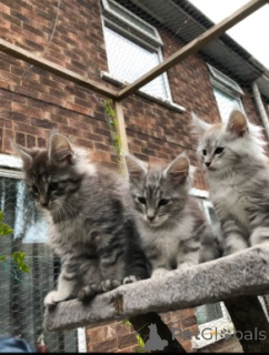 Фото №3. Мейн-кун-Кэтчен. Дания