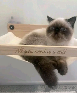 Фото №3. Гималайя-Катцхен Зур Усыновление. Германия