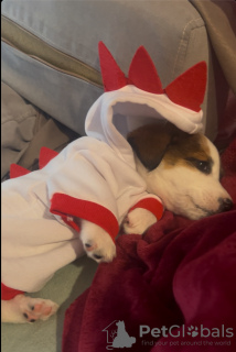 Фото №3. Щенок Джека Рассела 4 месяца..  Грузия