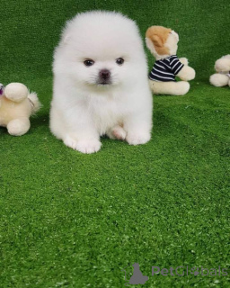 Фото №3. Четырем щенкам померанского шпица только что исполнилось 12 недель, и теперь они.  Германия