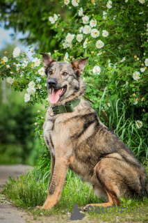 Фото №3. Молодой пес Спарки ищет семью..  Россия
