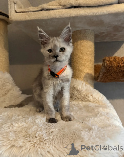 Фото №4. Продам мейн-куна в Беллингем частное объявление - цена договорная