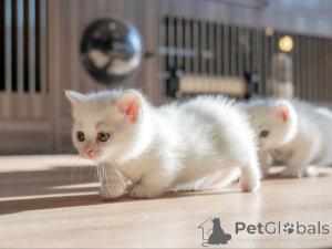 Фото №1. манчкин - купить в Вадуц за 32468₽. Объявление №152070