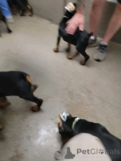 Фото №3. Nuttede Doberman-hvalpe søger kærlige hjem for altid.  Дания