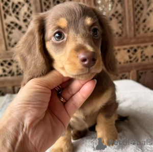 Фото №1. такса - купить в Хельсинки за 51022₽. Объявление №159466