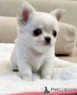 Фото №3. Ветеринарный осмотр. Приучение к клетке для щенка. Сертификат здоровья. Гарантия.  Австралия