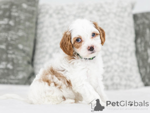 Фото №1. лабрадудль - купить в Бадгастеин за договорная. Объявление №155607