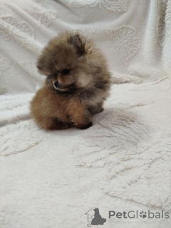 Фото №2 к объявлению №138966 о продаже померанского шпица - купить в Сербии заводчик