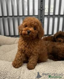 Фото №3. Chiots Caniche Toy в продаже.  Бельгия