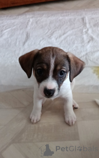 Фото №3. Щенки.  Россия