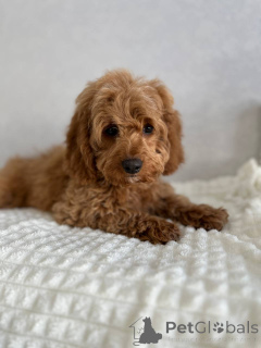 Фото №2 к объявлению №166825 о продаже беспородную - купить в Нидерландах заводчик