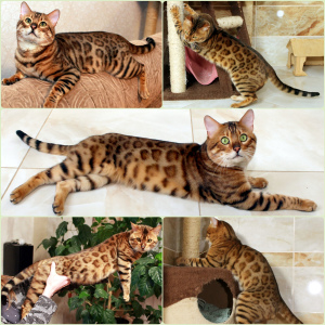 Дополнительные фото: Бенгальские котодетки котята