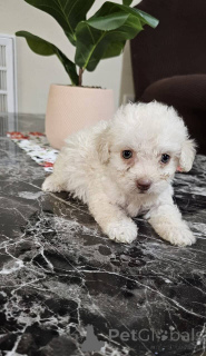 Фото №2 к объявлению №149834 о продаже мальтипу - купить в Германии частное объявление, заводчик