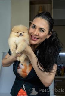 Фото №3. Померанский мусор щенков.  Сербия