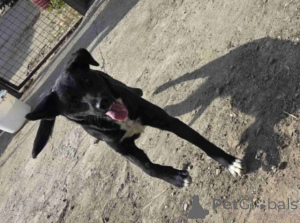 Фото №4. Продажа беспородную в Бешка  - цена Бесплатно