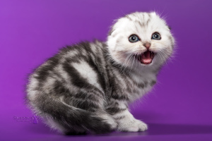 Дополнительные фото: Шотландские котята - серебристый мраморный мальчик