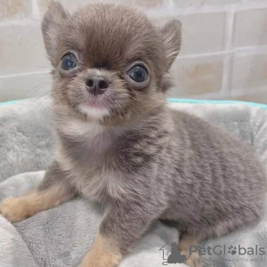 Фото №2 к объявлению №126681 о продаже чихуахуа - купить в Португалии 