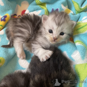 Фото №1. американский бобтейл длинношёрстный - купить в Bad Soden-Salmünster за договорная. Объявление №162296