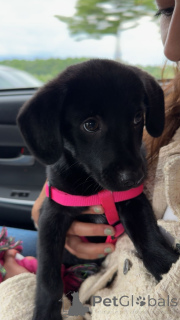 Фото №3. Labrador Retriever Puppy ищет Home Home Home.  Литва
