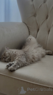 Фото №4. Продам персидскую в Тбилиси заводчик - цена 14785₽