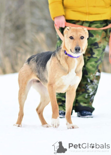 Фото №1. беспородная - купить в Москве реке за Бесплатно. Объявление №164558