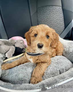 Фото №2 к объявлению №156421 о продаже лабрадудля - купить в Австрии частное объявление