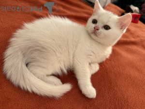 Фото №3. Ищем заботливых и любящих хозяев для наших малышей. Франция