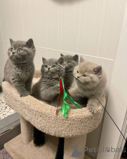 Фото №2 к объявлению №135934 о продаже  - купить в США заводчик