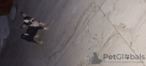 Фото №4. Продажа чихуахуа в Hurghada заводчик - цена 19206₽