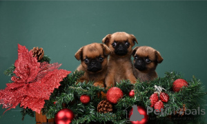 Фото №1. пти-брабансон - купить в Московский за 50000₽. Объявление №161856