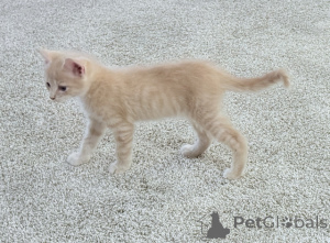 Фото №2 к объявлению №148697 о продаже мейн-кун - купить в США 