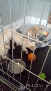 Фото №2 к объявлению №160018 о продаже чихуахуа - купить в Латвии частное объявление