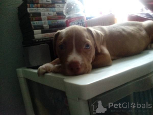 Фото №2 к объявлению №139932 о продаже американского питбультерьера - купить в Германии частное объявление